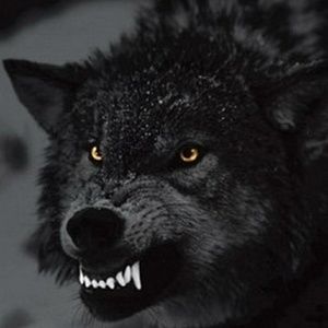 Meet your Posher, Jamil